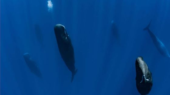 Couler l’épave du Wakashio à 8 milles nautiques de nos côtes pourrait être une menace pour les baleines, selon Forbes