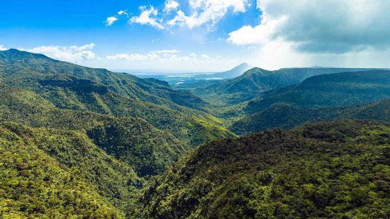 Les forêts face à l’épreuve du développement : quel équilibre écologique ?