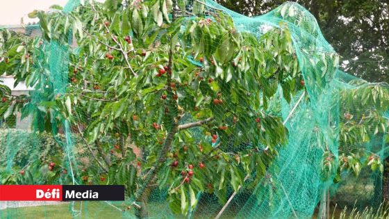 Protection des fruits : plan d’assistance financière pour l’achat de filets