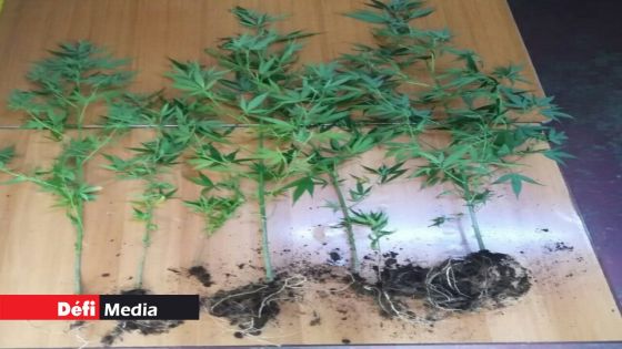 Mare-d’Australia : 92 plants de cannabis déracinés dans une chasse