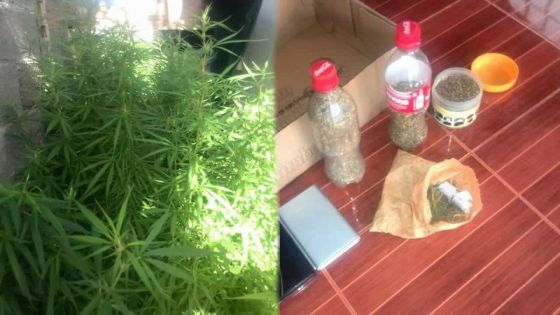 Gros-Cailloux : découverte de 700 pieds de gandia cultivés dans une véranda