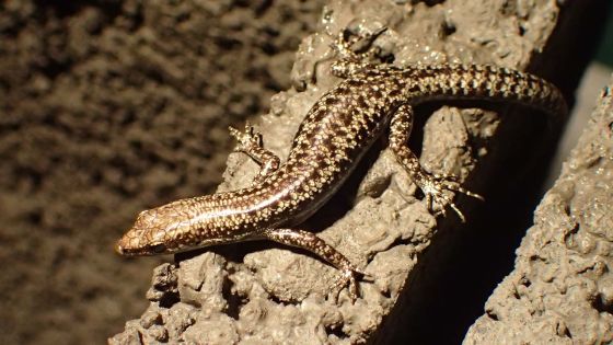 Victimes du Wakashio, 66 lézards d'espèces menacées d’extinction envoyés à Jersey par mesure de sécurité