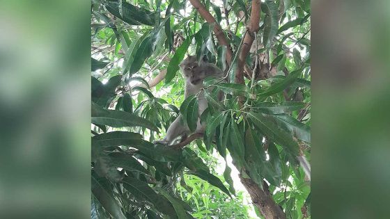 Beaux-Songes : Enn zako inn saye kokin mo sat, dit une habitante