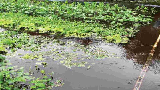 The impacts of Carlos