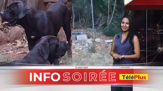 Pointe aux Sables : Deux cane corso s'échappent de leur cage, des habitants terrifiés