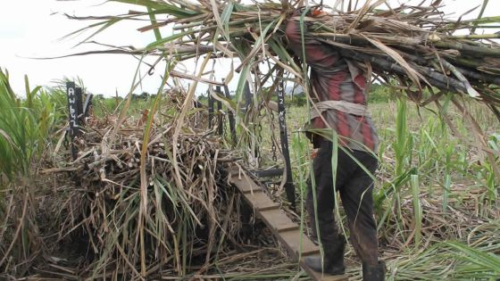 Industrie cannière : près d’un demi-milliard de roupies aux petits planteurs