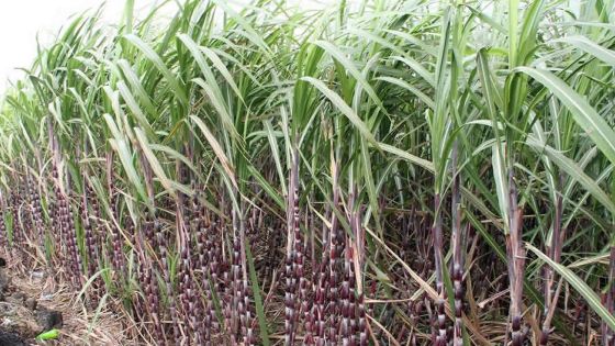 Agro-industrie - Campagne sucrière 2020:  production de 310,000 tonnes de sucre