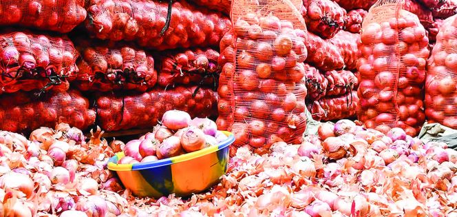 Medine enregistre une production record d’oignons rouges à Cascavelle