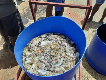 L'interdiction de la pêche au poulpe étendue de deux mois