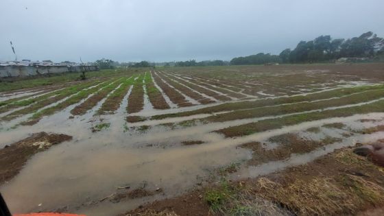 Post-Batsirai : le GM propose une aide financière aux planteurs