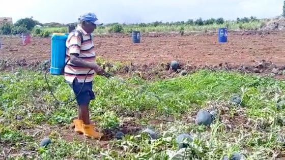 Triolet : Ashok et Mantee Jubtee, un couple qui a la main verte 