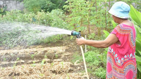 Production vivrière : les planteurs craignent une éventuelle sécheresse prolongée 