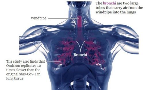 Omicron se réplique 70 fois plus vite dans les tissus bronchiques et 10 fois plus lentement dans les poumons