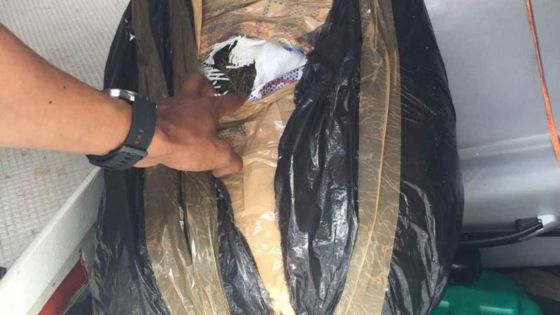 Grand-Baie : Saisie de plus de 150 kilos de cannabis évalués à plus de Rs 100 M