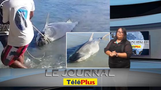 Grand-Gaube: Un deuxième requin capturé, les habitants inquiets