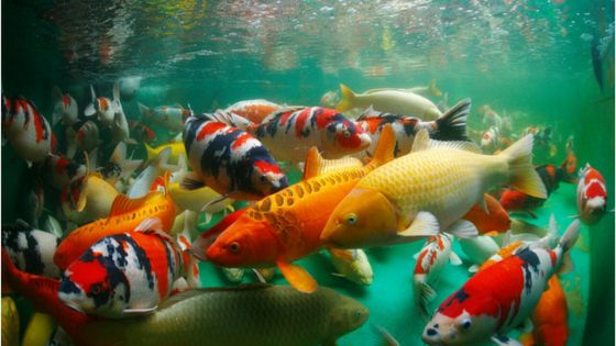 Un présumé voleur de carpes koï arrêté à Flic-en-Flac