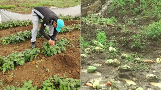 Pénurie de légumes : l’obligation de se tourner vers l’importation se fait sentir 