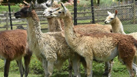 Des lamas au Casela
