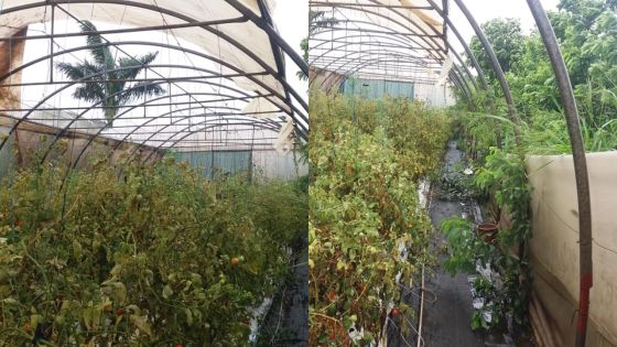 Post-Batsirai : des planteurs dévastés face à l’ampleur des dégâts 