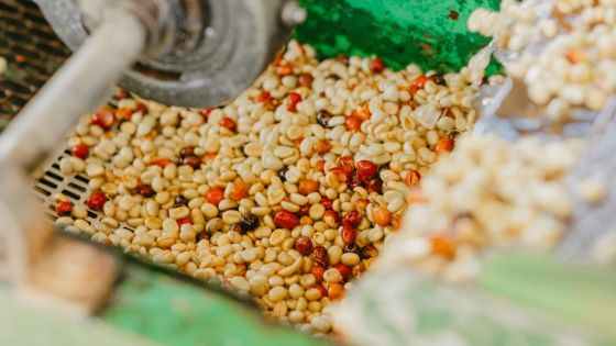 À la découverte du café mauricien : le Coffee Tour Experience ouvre ses portes