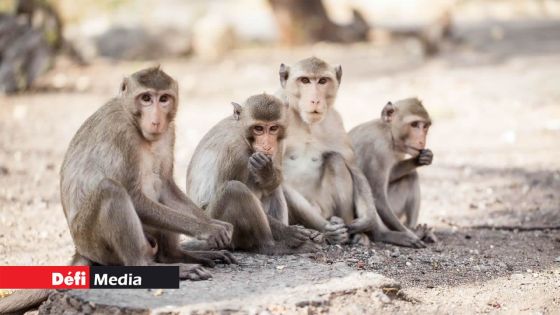 Cruauté envers les animaux : Action for Primates évoque une hausse de 27% des exportations de singes