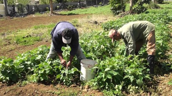 Salmonellose : la crainte des cultivateurs de légumes