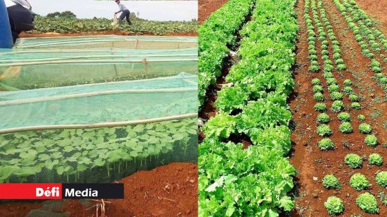 Quand les voleurs de légumes mènent le bal : des planteurs démoralisés