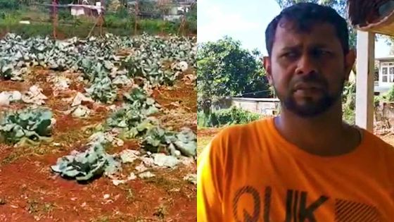 Couvre-feu sanitaire : « boukou legim inn afekte parski pa pe kapav vande », déplore un planteur désarmé 