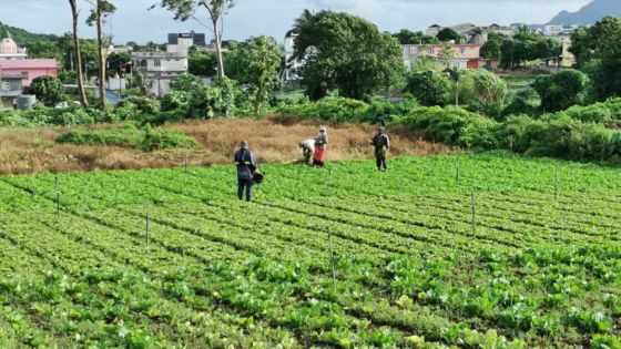 J-2 du Budget 2020-2021 : un milliard de roupies pour augmenter la production locale, demandent les petits planteurs