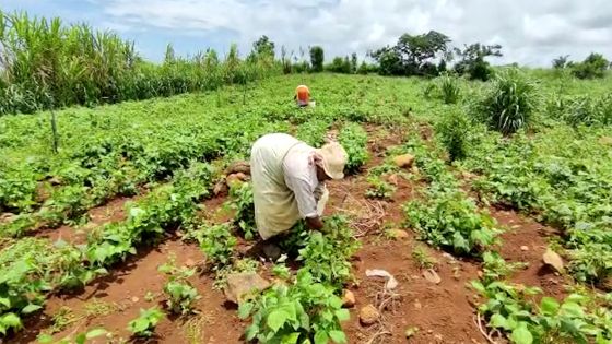 Post-pluies torrentielles : Maju Beekharry, un planteur, se désole devant son champ