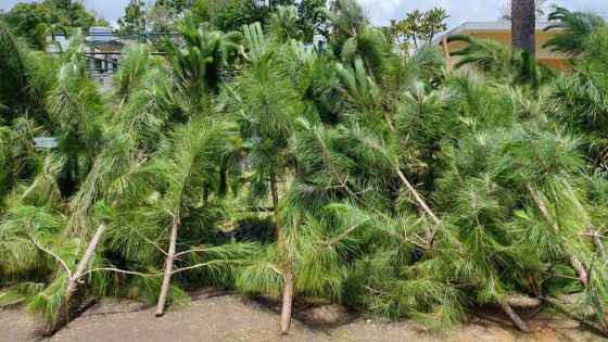 Comment faire durer son sapin naturel le plus longtemps possible ?