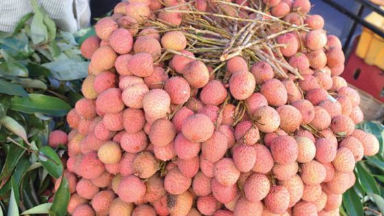 Letchis : plus de 220 00 kilos exportés