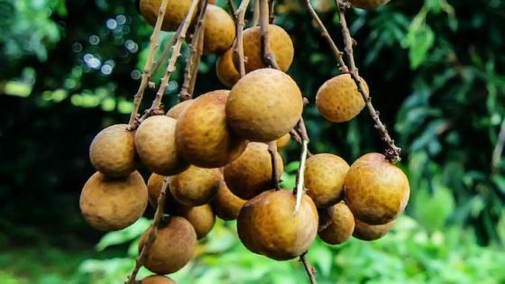 Rs 60 000 de longanes volées à Vacoas : un suspect derrière les barreaux 