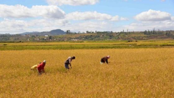 Coopération Chine/Afrique : Comment la technologie agricole chinoise est devenue un code de bonne récolte pour l'Afrique