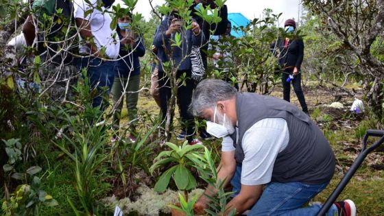 Menacée d’extinction : Un plant de Cylindrocline Lorencei mis en terre
