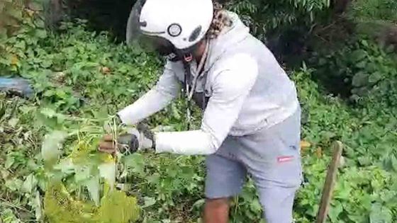 Zone rouge : un jeune homme contraint de récupérer un peu de ‘laliane patate’ pour ses lapins