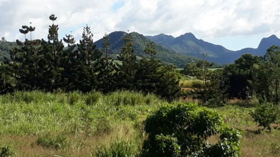 Mare-Chicose : un jardinier retrouvé mort dans un champ de canne 
