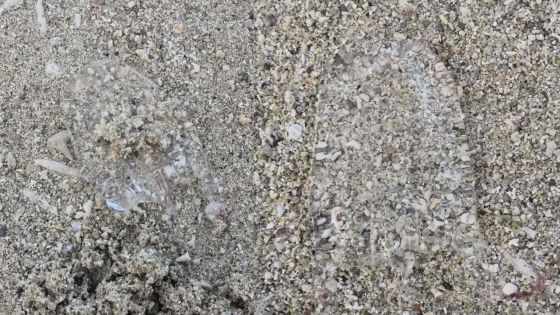 Belle-Mare : alerte aux méduses