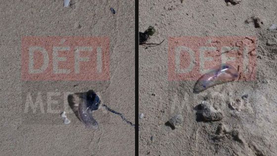 Des méduses aperçues sur la plage de Blue-Bay