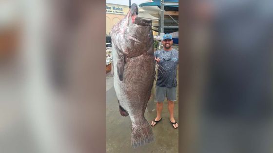 Un mérou de 160 kilos capturé 