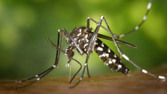 Épidémie déclarée à La Réunion : aucun cas de chikungunya recensé à Maurice