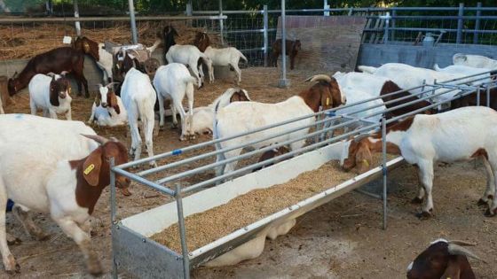 Période festive : boucs et moutons vendus jusqu’à deux fois leur prix