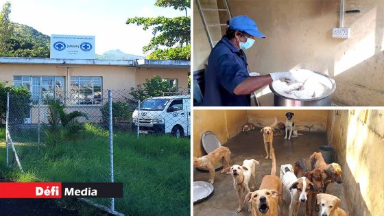 Surpopulation, malnutrition, décès excessifs : les dessous d’une triple suspension à la MSAW