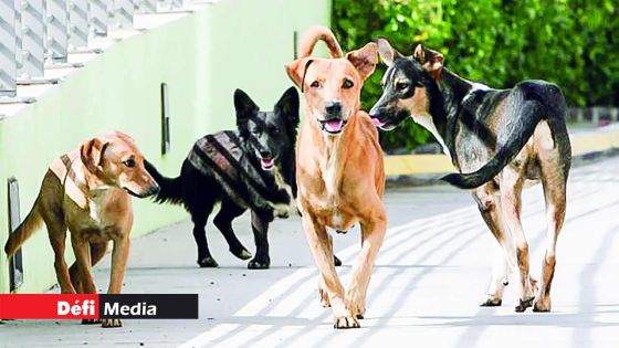 Campagne de d’enregistrement de la MSAW : 420 chiens enregistrés en trois jours