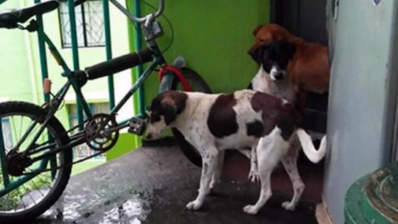 Complexes de la NHDC : des chiens errants indignent les habitants