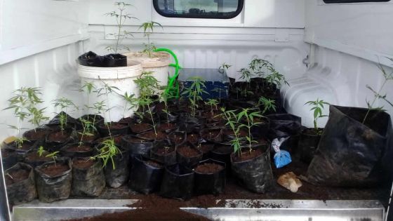 85 plants de cannabis saisis - Le laboureur : «c’est pour ma propre consommation»