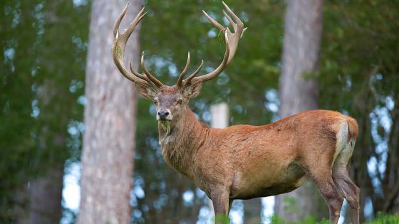Ouverture de la chasse le 1er juin - Viande de cerf : jusqu’à Rs 190 le demi-kilo