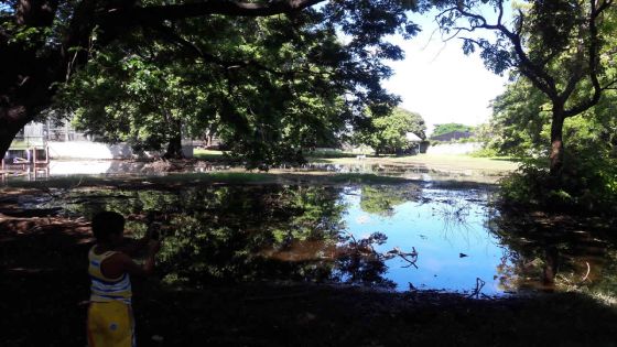 Eau stagnante au jardin des Salines