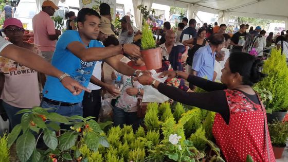 Horticulture : quand la vente des plantes gagne du terrain 