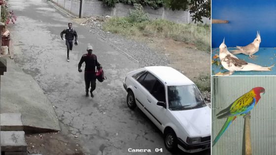 Trafic d’oiseaux : la police sur les traces d’une bande organisée